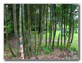 USF-Botanical-Gardens-Tampa-FL-053