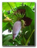 USF-Botanical-Gardens-Tampa-FL-055