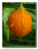 USF-Botanical-Gardens-Tampa-FL-056