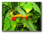 USF-Botanical-Gardens-Tampa-FL-057