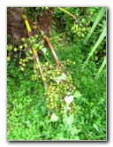 USF-Botanical-Gardens-Tampa-FL-058