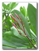 USF-Botanical-Gardens-Tampa-FL-059