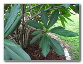 USF-Botanical-Gardens-Tampa-FL-060