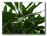 USF-Botanical-Gardens-Tampa-FL-061