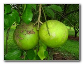 USF-Botanical-Gardens-Tampa-FL-063