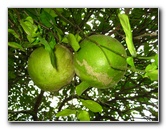 USF-Botanical-Gardens-Tampa-FL-064