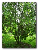 USF-Botanical-Gardens-Tampa-FL-065