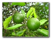 USF-Botanical-Gardens-Tampa-FL-066