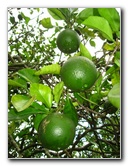 USF-Botanical-Gardens-Tampa-FL-067