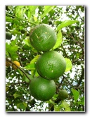 USF-Botanical-Gardens-Tampa-FL-068