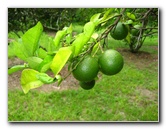 USF-Botanical-Gardens-Tampa-FL-069