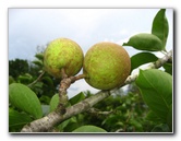 USF-Botanical-Gardens-Tampa-FL-070