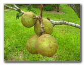 USF-Botanical-Gardens-Tampa-FL-071