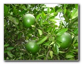 USF-Botanical-Gardens-Tampa-FL-072