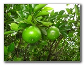 USF-Botanical-Gardens-Tampa-FL-073