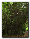 USF-Botanical-Gardens-Tampa-FL-077