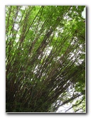 USF-Botanical-Gardens-Tampa-FL-078