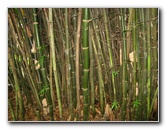 USF-Botanical-Gardens-Tampa-FL-079