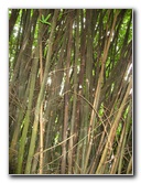 USF-Botanical-Gardens-Tampa-FL-080