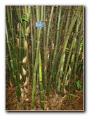 USF-Botanical-Gardens-Tampa-FL-081