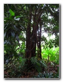 USF-Botanical-Gardens-Tampa-FL-083