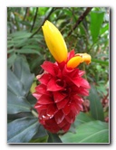 USF-Botanical-Gardens-Tampa-FL-085