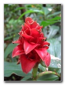 USF-Botanical-Gardens-Tampa-FL-086