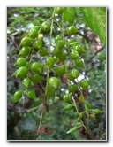 USF-Botanical-Gardens-Tampa-FL-088