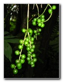 USF-Botanical-Gardens-Tampa-FL-089