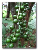 USF-Botanical-Gardens-Tampa-FL-090