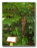 USF-Botanical-Gardens-Tampa-FL-093