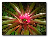 USF-Botanical-Gardens-Tampa-FL-095