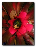 USF-Botanical-Gardens-Tampa-FL-096