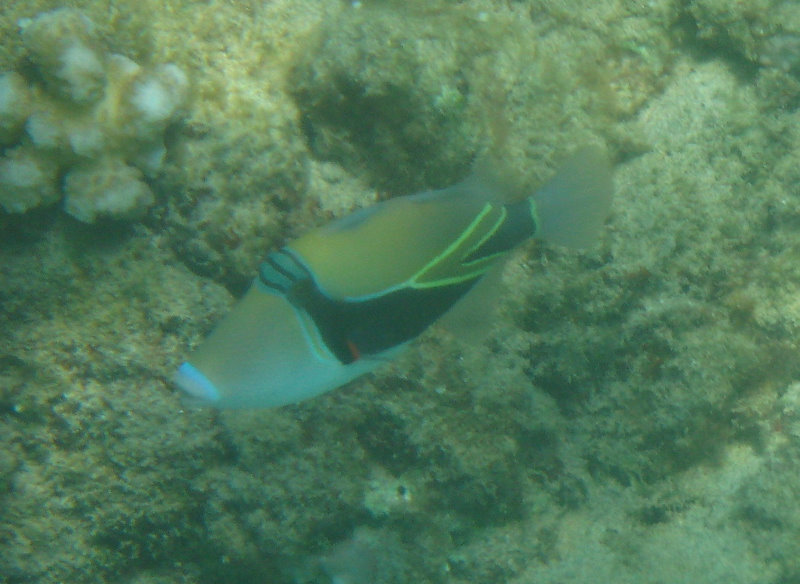 Waialea-Bay-Beach-69-Snorkeling-Kamuela-Big-Island-Hawaii-010