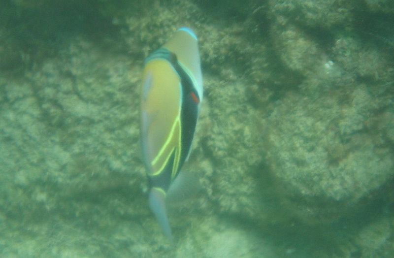 Waialea-Bay-Beach-69-Snorkeling-Kamuela-Big-Island-Hawaii-011