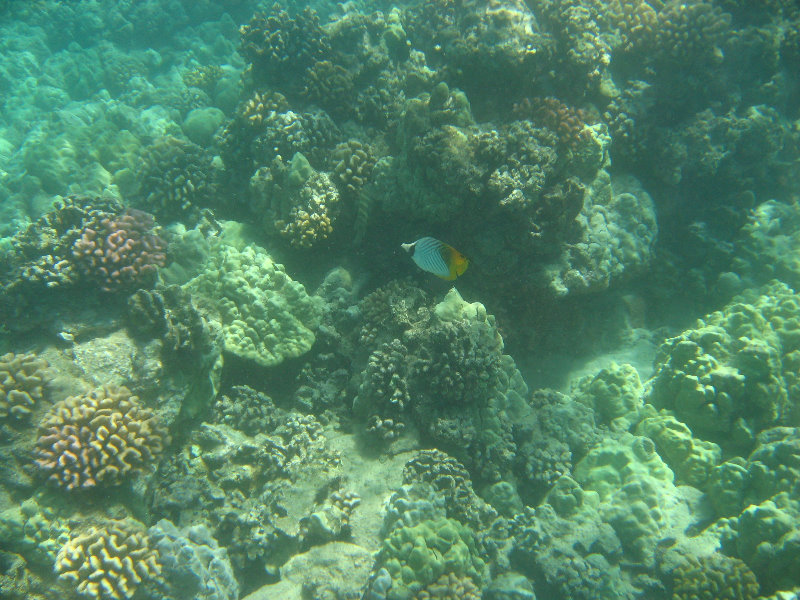 Waialea-Bay-Beach-69-Snorkeling-Kamuela-Big-Island-Hawaii-012