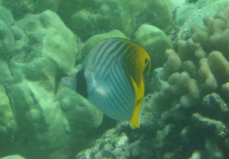 Waialea-Bay-Beach-69-Snorkeling-Kamuela-Big-Island-Hawaii-013