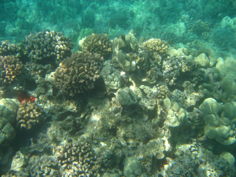 Waialea-Bay-Beach-69-Snorkeling-Kamuela-Big-Island-Hawaii-015