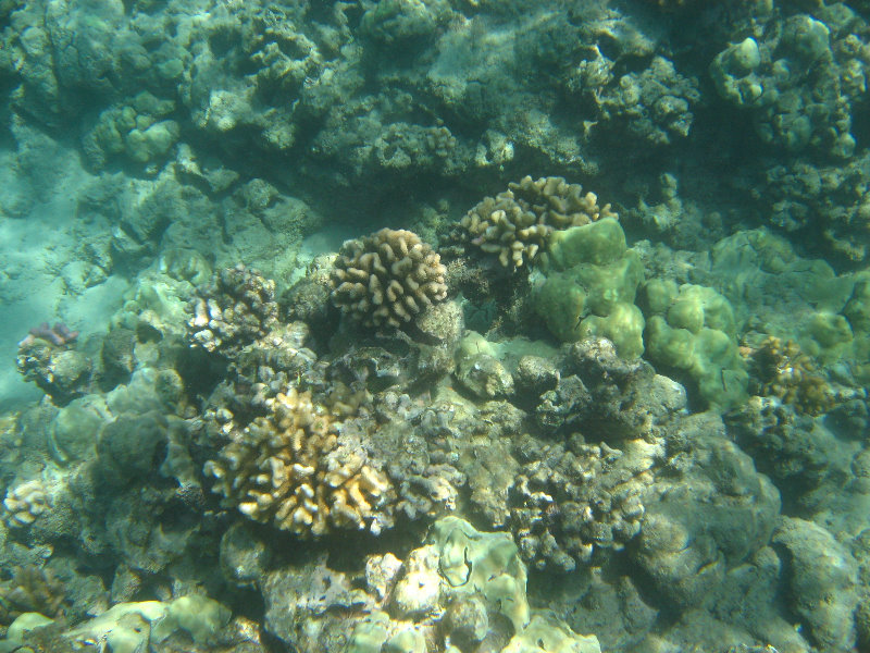 Waialea-Bay-Beach-69-Snorkeling-Kamuela-Big-Island-Hawaii-016