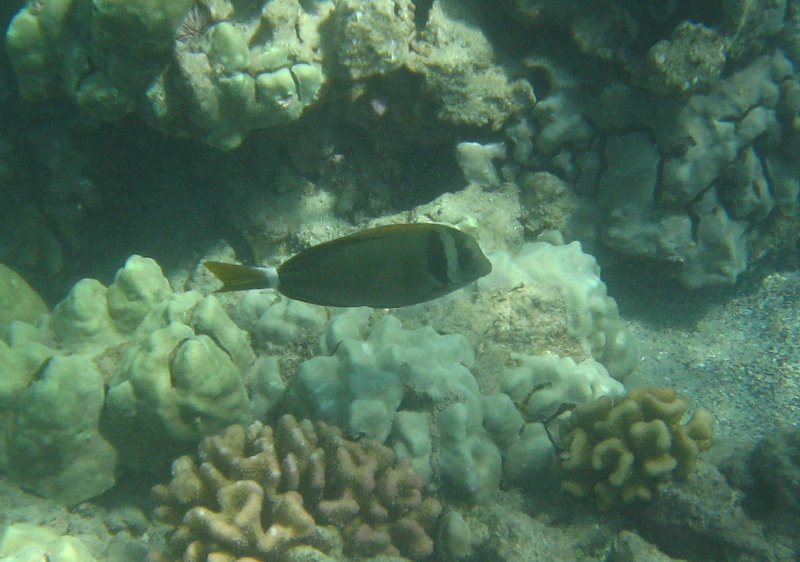 Waialea-Bay-Beach-69-Snorkeling-Kamuela-Big-Island-Hawaii-017