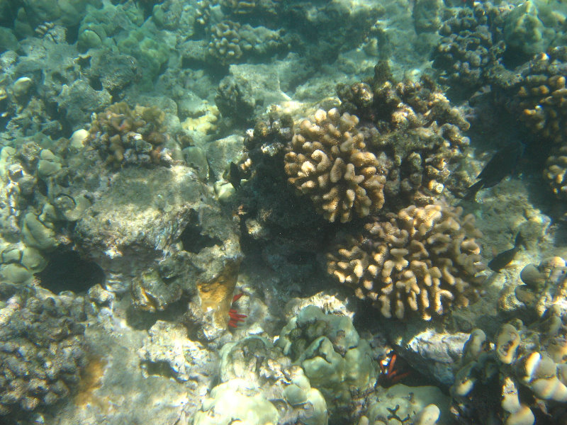 Waialea-Bay-Beach-69-Snorkeling-Kamuela-Big-Island-Hawaii-018