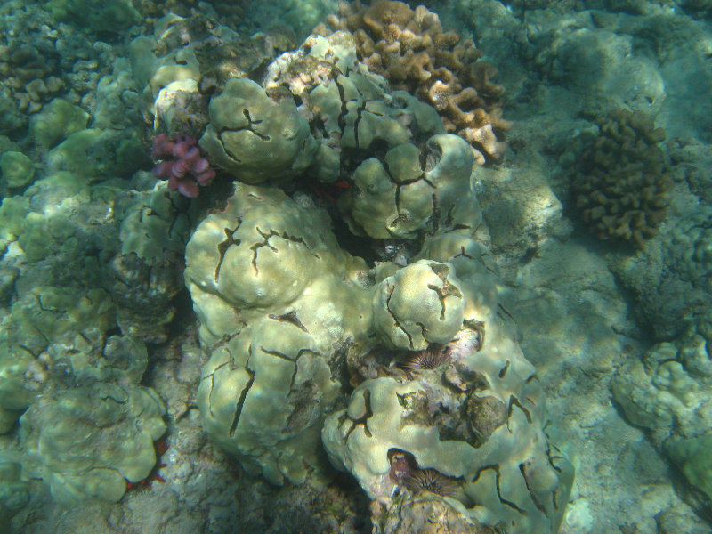 Waialea-Bay-Beach-69-Snorkeling-Kamuela-Big-Island-Hawaii-020