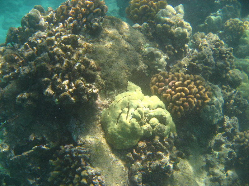 Waialea-Bay-Beach-69-Snorkeling-Kamuela-Big-Island-Hawaii-021