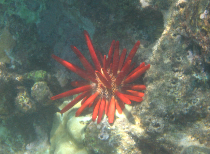 Waialea-Bay-Beach-69-Snorkeling-Kamuela-Big-Island-Hawaii-022