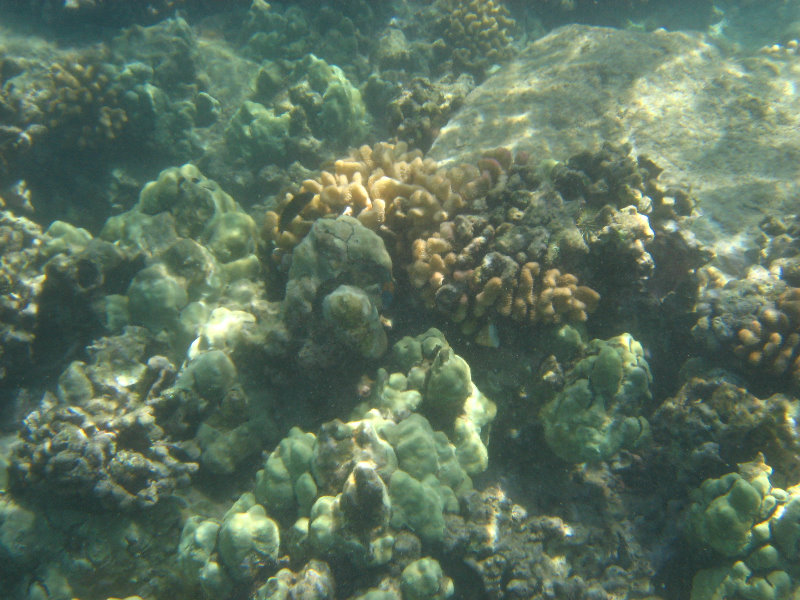 Waialea-Bay-Beach-69-Snorkeling-Kamuela-Big-Island-Hawaii-023