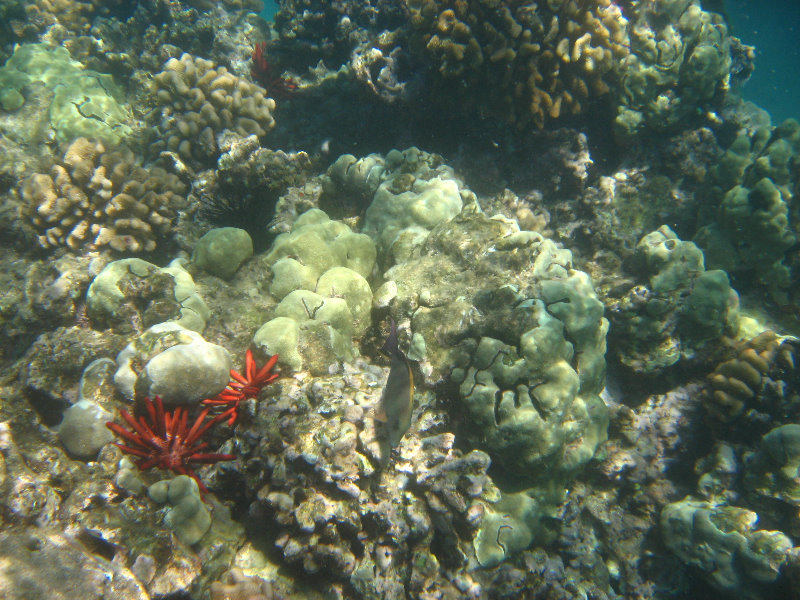 Waialea-Bay-Beach-69-Snorkeling-Kamuela-Big-Island-Hawaii-024