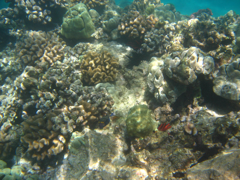 Waialea-Bay-Beach-69-Snorkeling-Kamuela-Big-Island-Hawaii-025