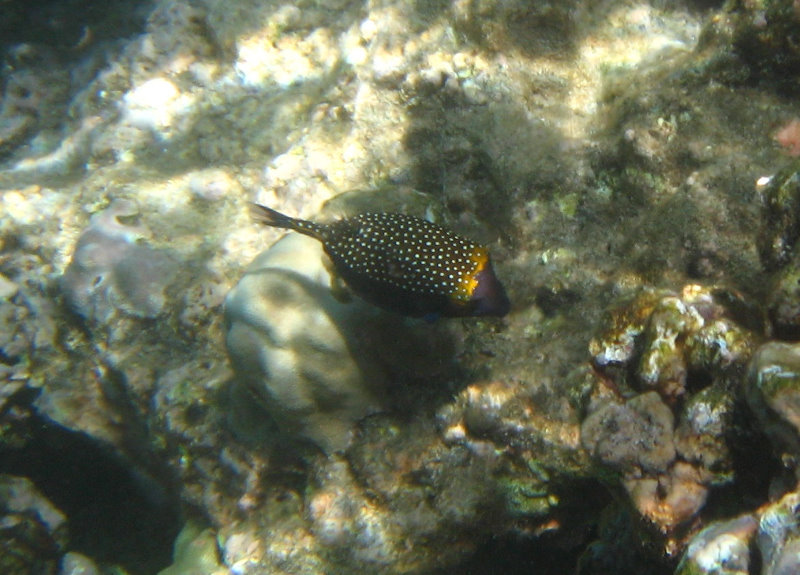 Waialea-Bay-Beach-69-Snorkeling-Kamuela-Big-Island-Hawaii-026