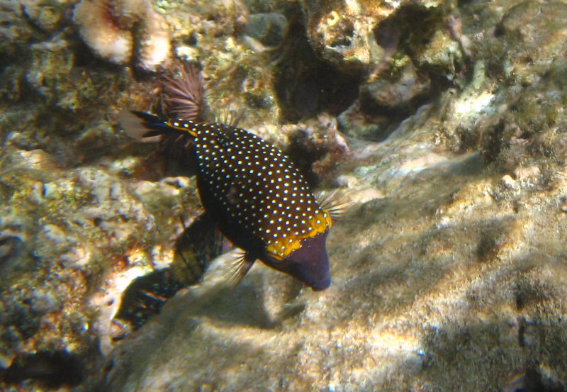 Waialea-Bay-Beach-69-Snorkeling-Kamuela-Big-Island-Hawaii-027