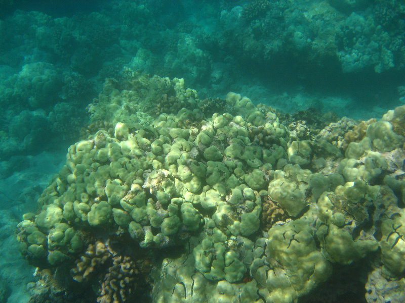 Waialea-Bay-Beach-69-Snorkeling-Kamuela-Big-Island-Hawaii-028